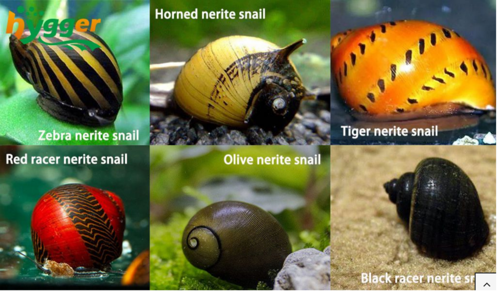 Nerite Snail Species