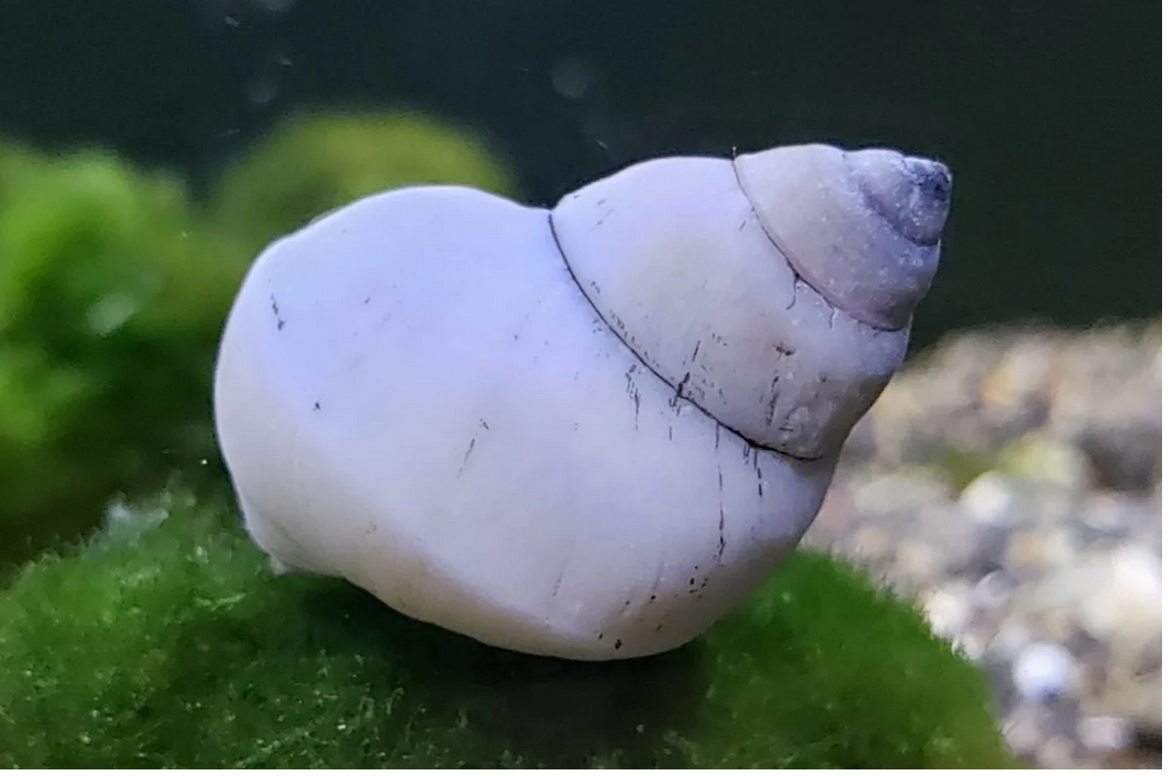 White Wizard Snail (Filopaludina Martensi)