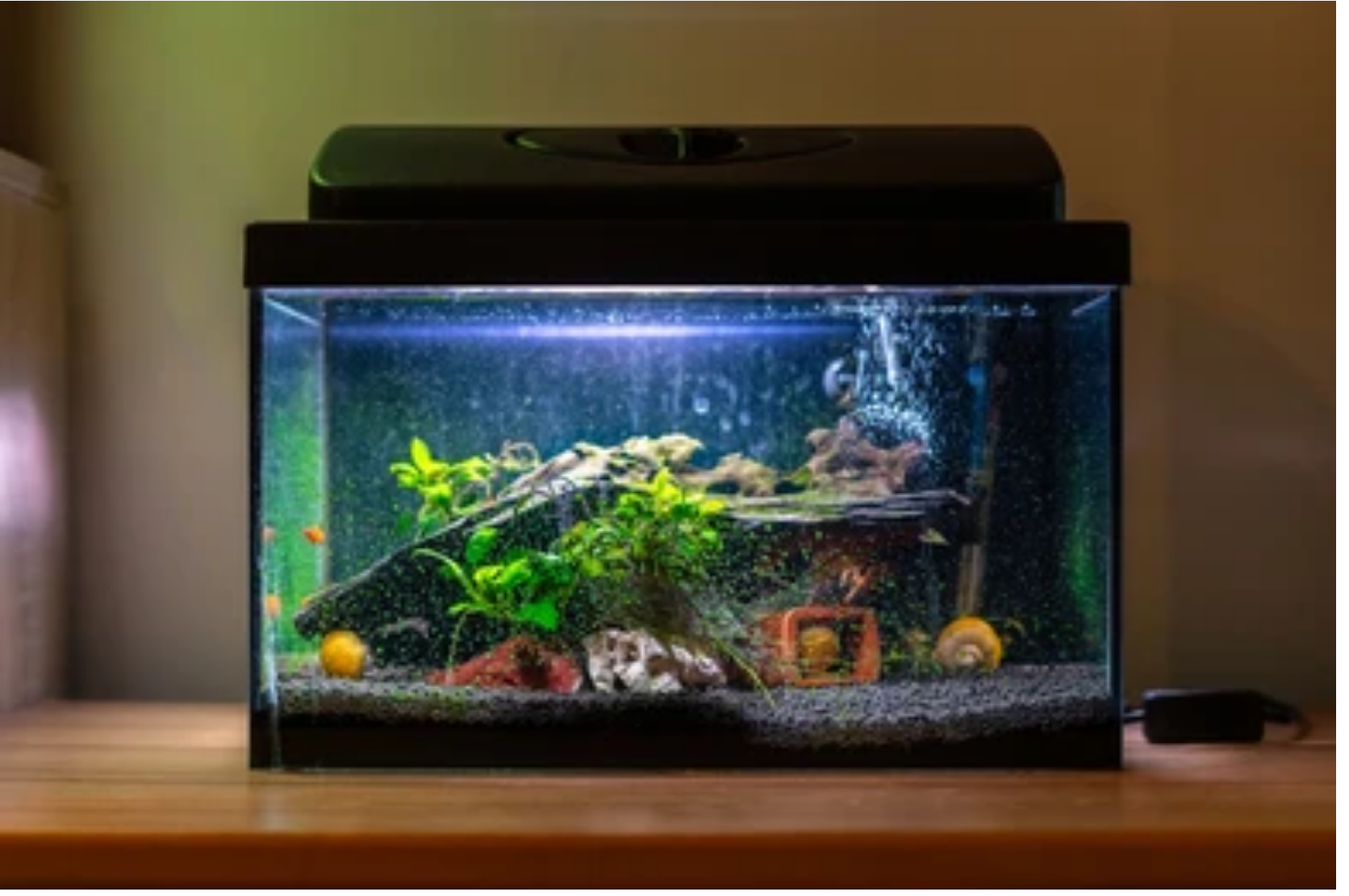 Read more about the article How Many Snails in a 55-Gallon Tank?