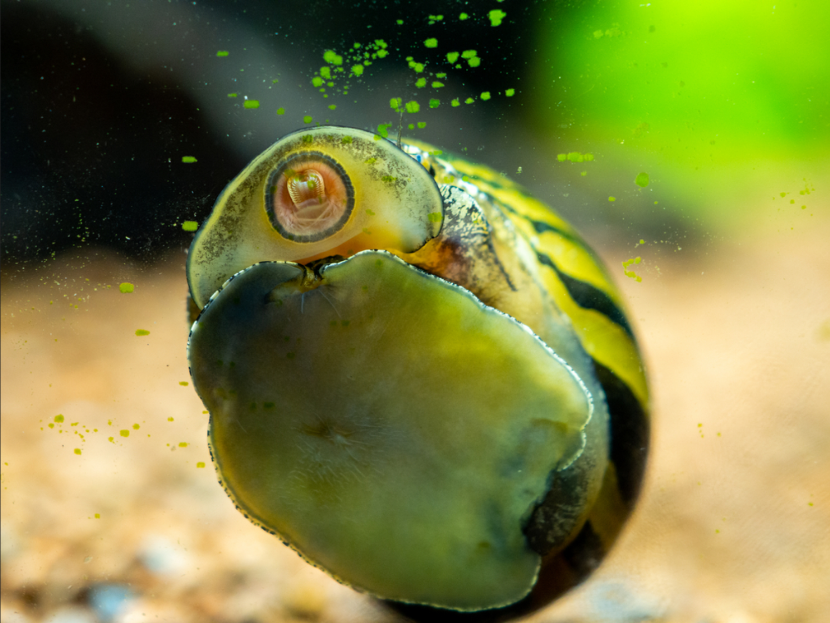 Read more about the article Nerite Snails: Your Guide to Lifespan, Care, and Reproduction