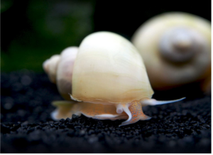 Read more about the article Unveiling the Beauty of Ivory Snails: Size, Color, and Care