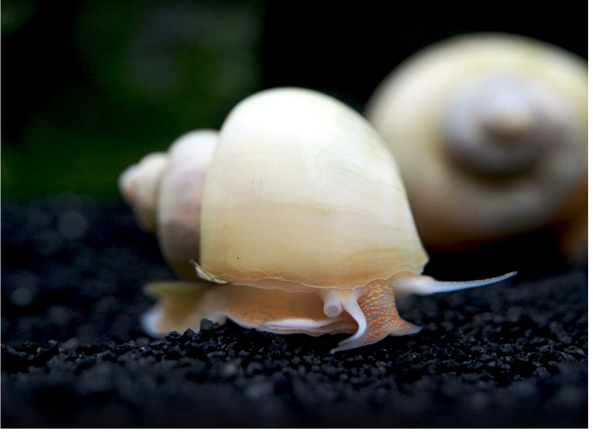 Unveiling the Beauty of Ivory Snails