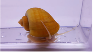 Read more about the article Do Mystery Snails Create a Lot of Waste?