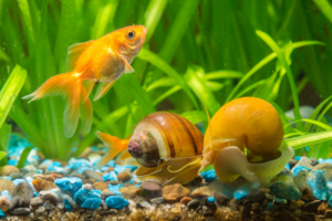 Read more about the article Will Snails Eat Dead Fish?