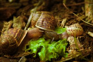 Read more about the article What Is the Collective Noun for Snails?