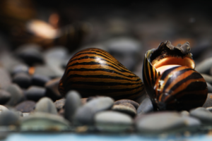 Read more about the article Best Snails for Cleanup Crew