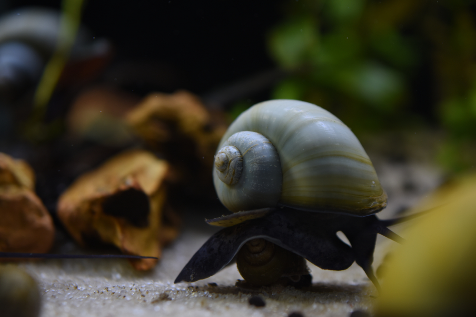 Read more about the article Can Mystery Snails Overeat?