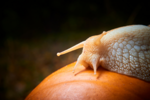 Read more about the article Can Snails Eat Pumpkin?