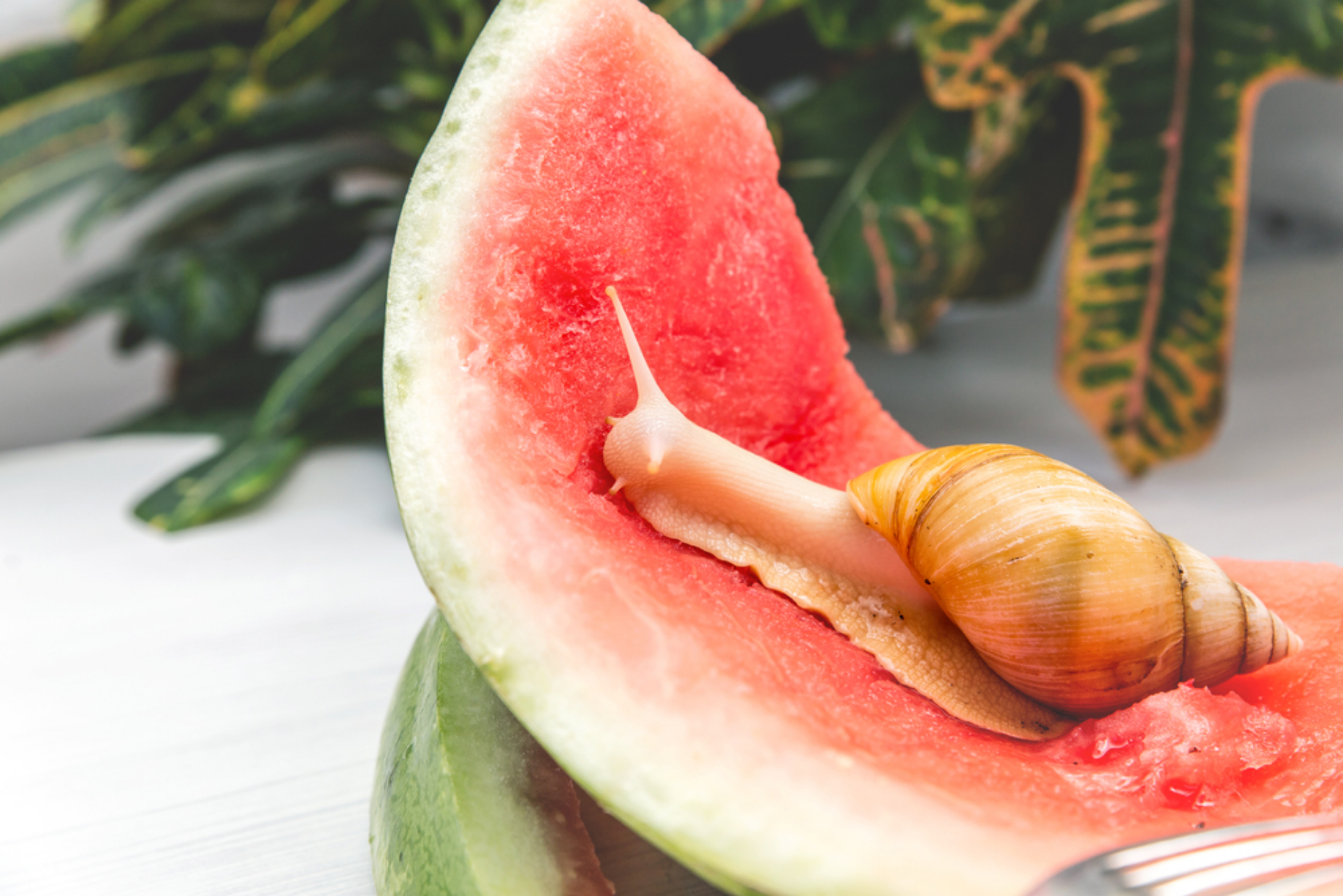 Read more about the article Can Snails Eat Watermelon?