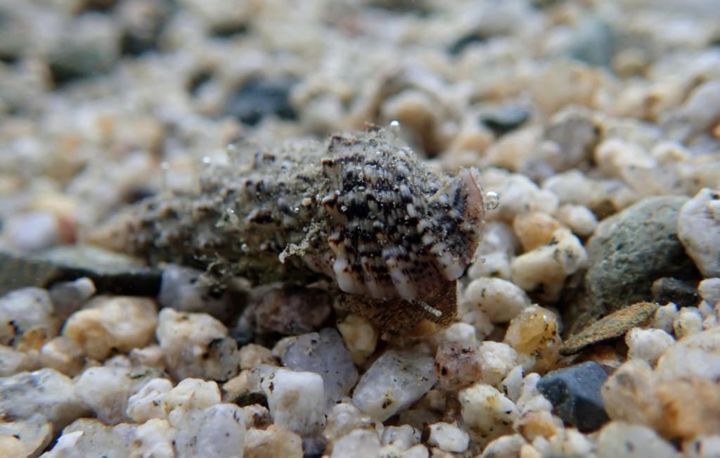 Cerith Sand Sea Snail