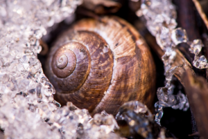 Read more about the article How Cold Is Too Cold for Snails?
