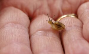 Read more about the article How to Move a Snail Without Hurting It (6 Easy Steps)