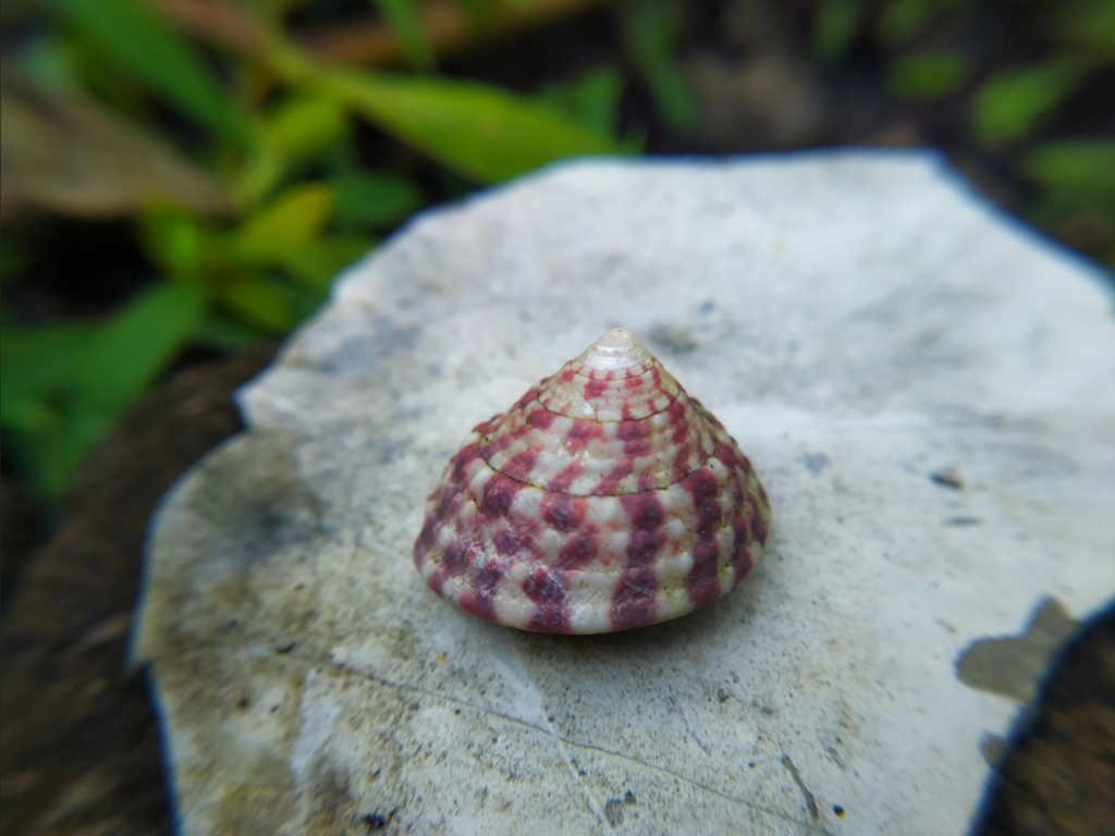 Red Stripe Trochus Snail