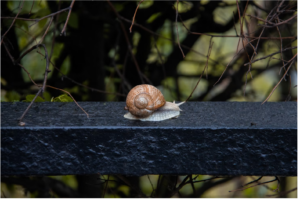 Read more about the article Do Snails Crawl or Slither?