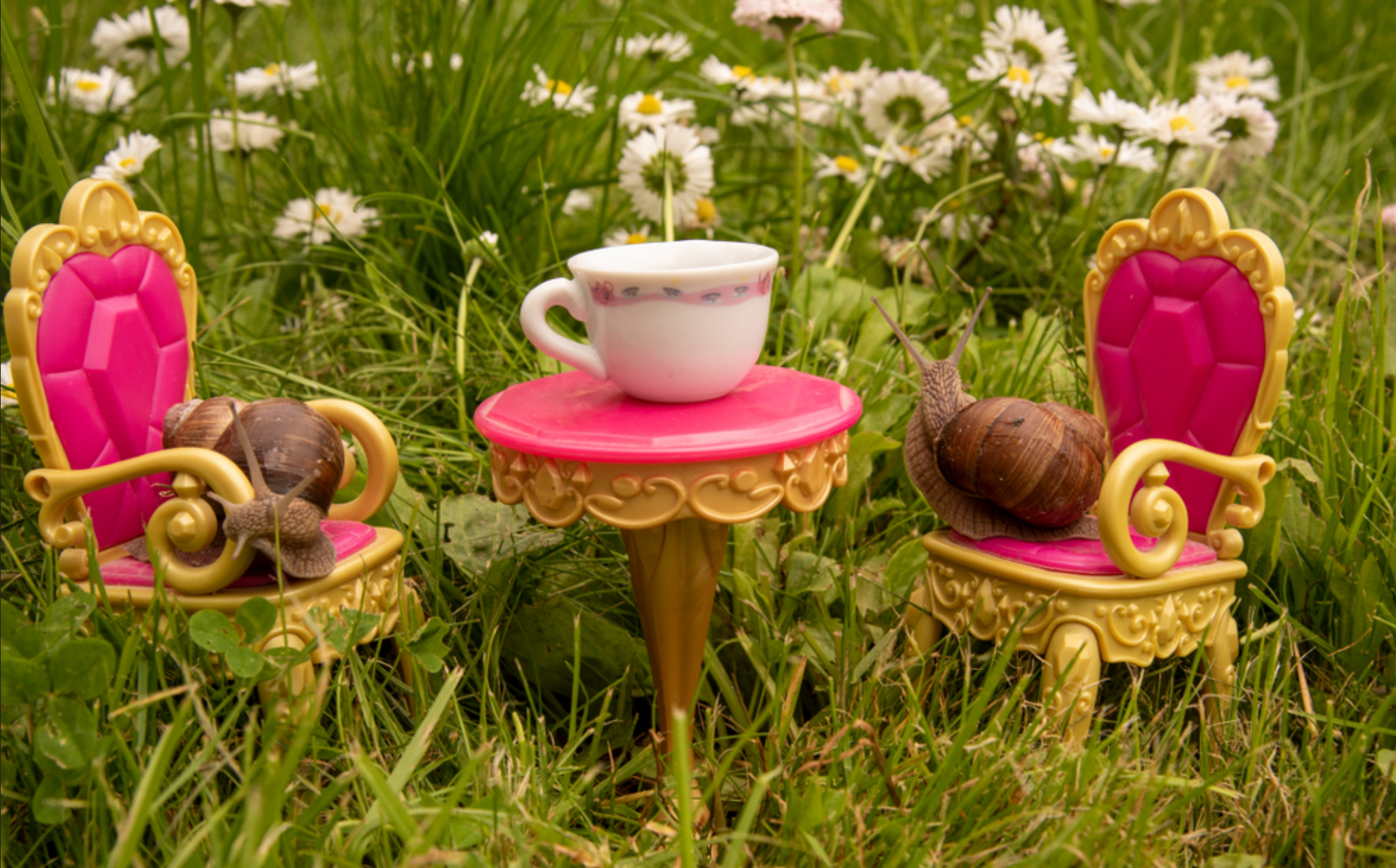 Read more about the article Can Snails Drink Tea?