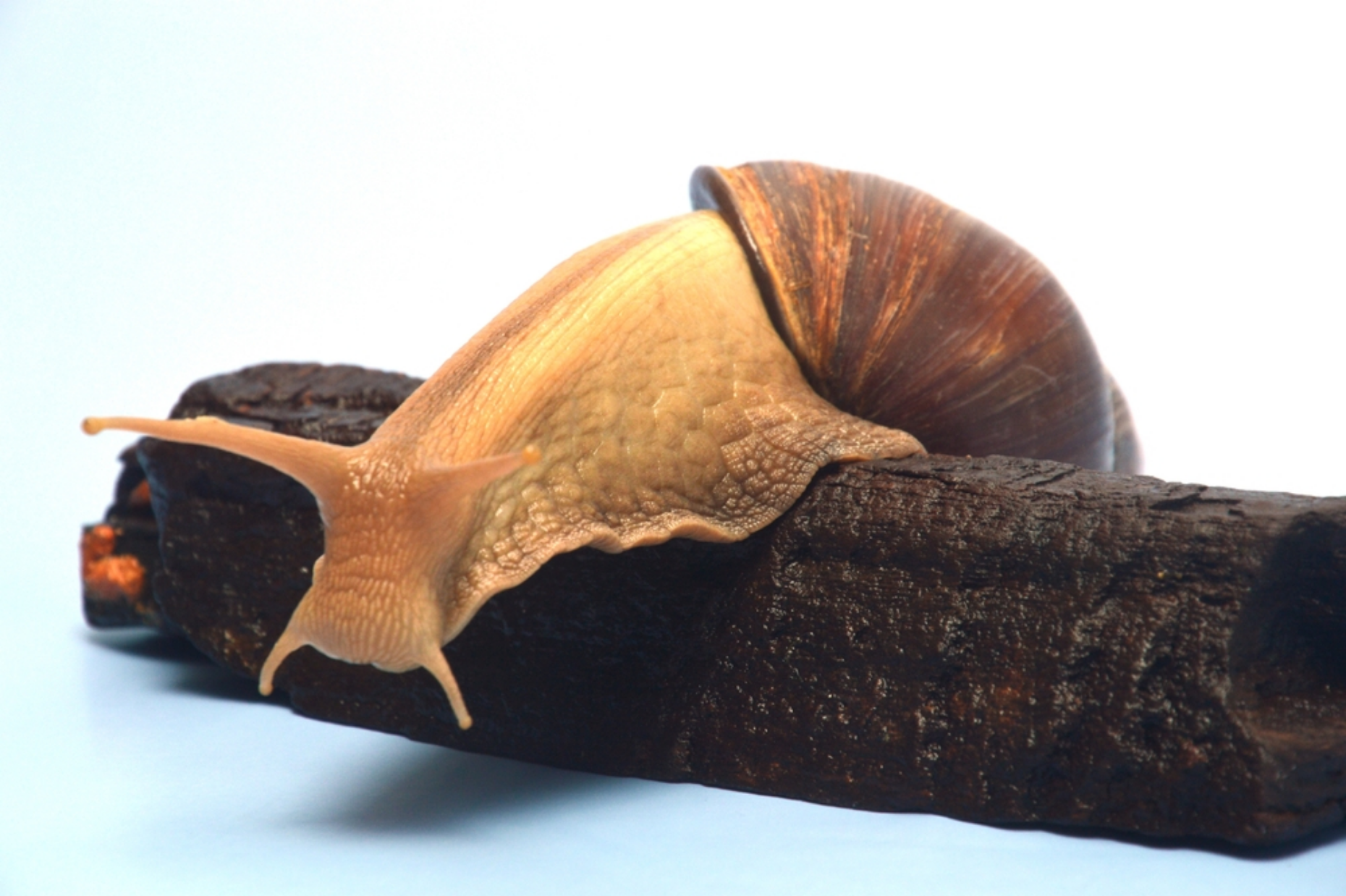 Read more about the article Best Food for Giant African Land Snails