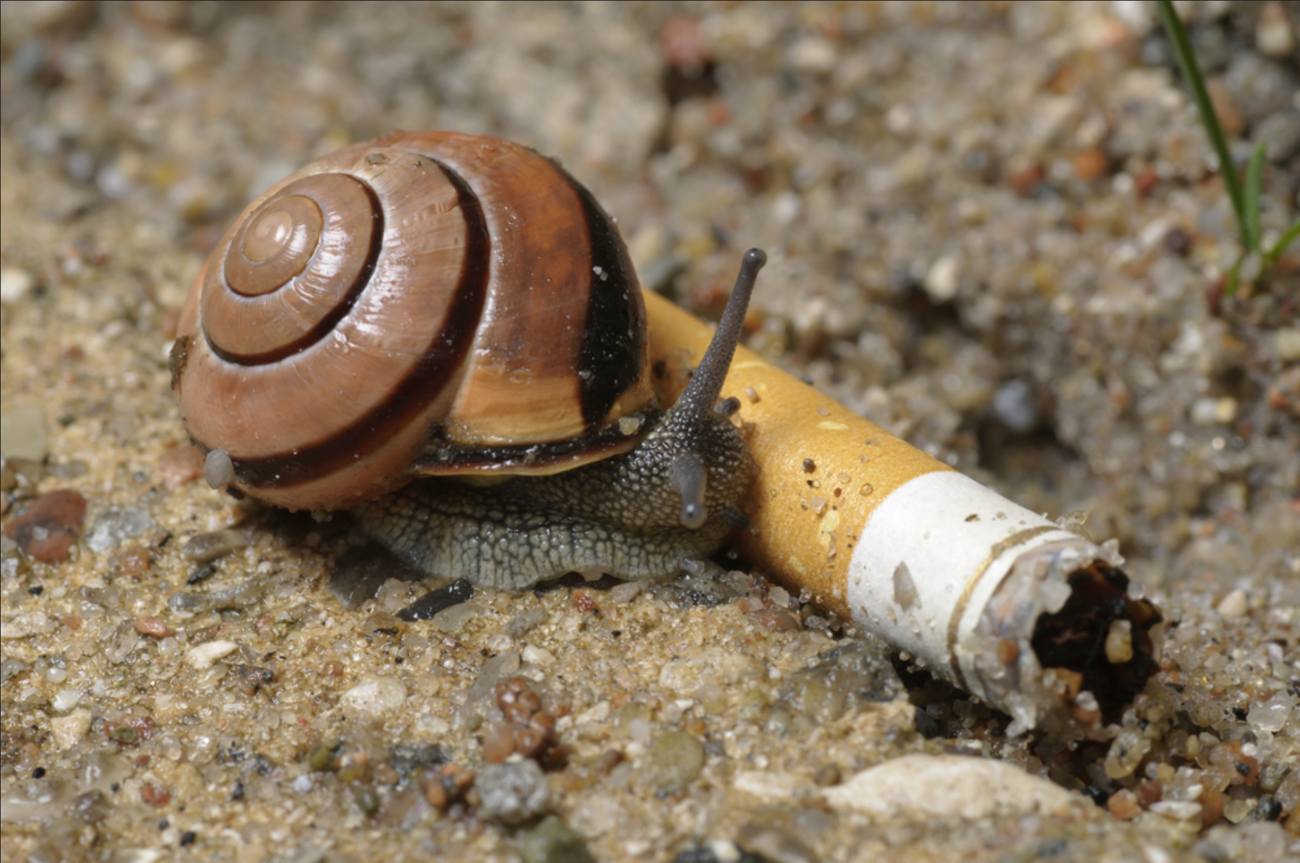 Read more about the article Can Snails Get High From Smoke?