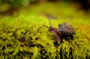 Read more about the article Can Snails Get Lonely?