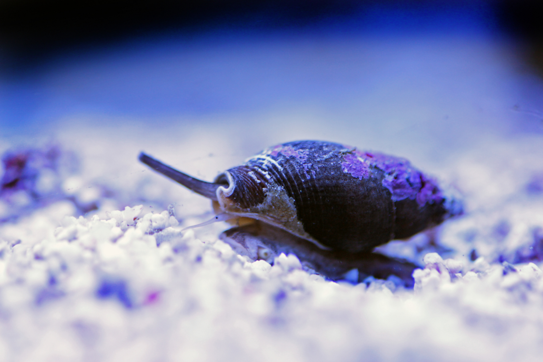 Read more about the article The Best Detritus Snails and More: Nature’s Clean-Up Crew for Your Aquarium
