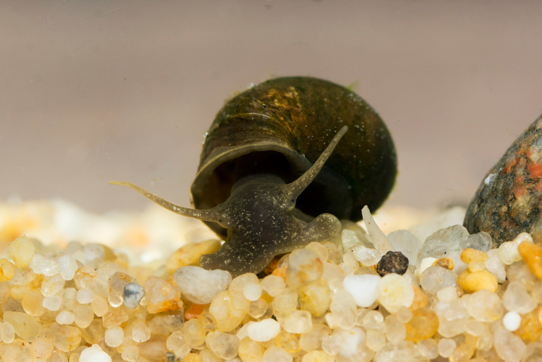 Read more about the article Best Snails for Pufferfish Care and Nutrition