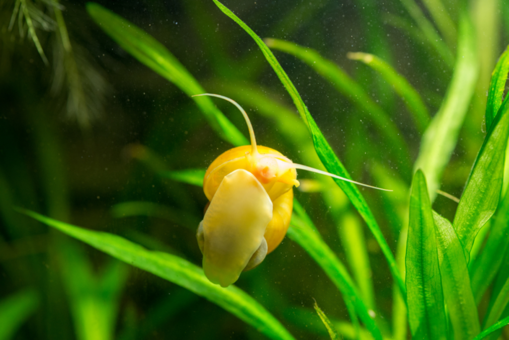 Golden mystery snail