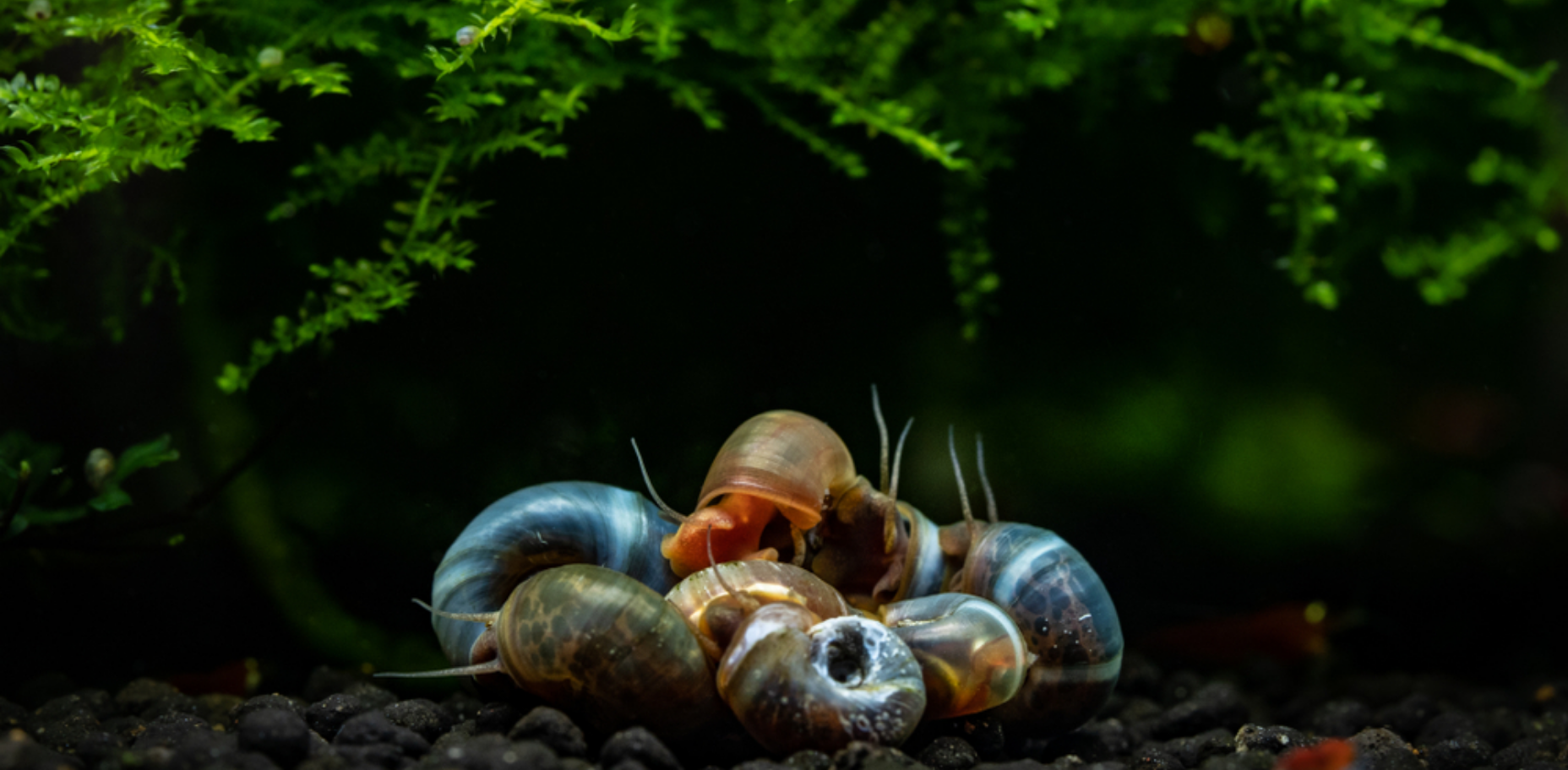 Read more about the article How to Know If a Snail Is Hungry: Feeding Habits and Signs to Watch For