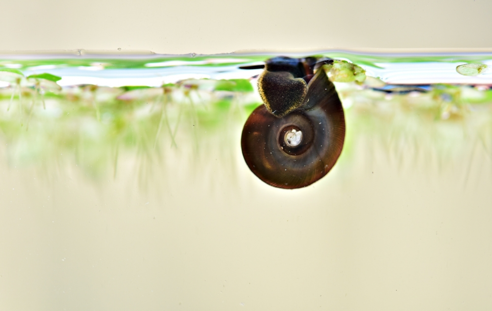 Read more about the article How to Remove Snails From Aquarium Glass: 9 Effective Methods