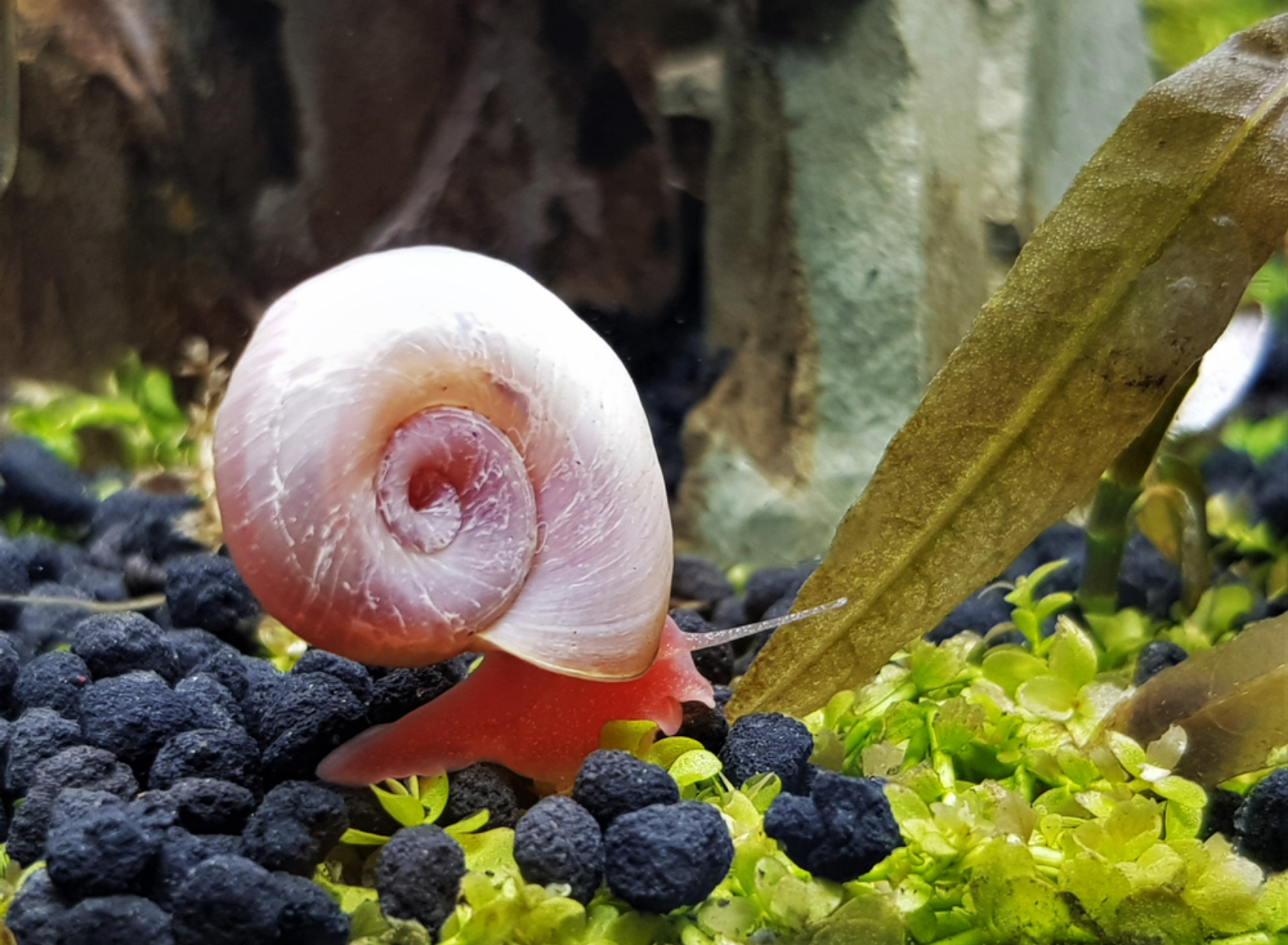 Read more about the article How to Sell Ramshorn Snails: Turning Excess Into Profit