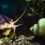 Ramshorn Snail vs Mystery Snail: An Aquarist’s Dilemma