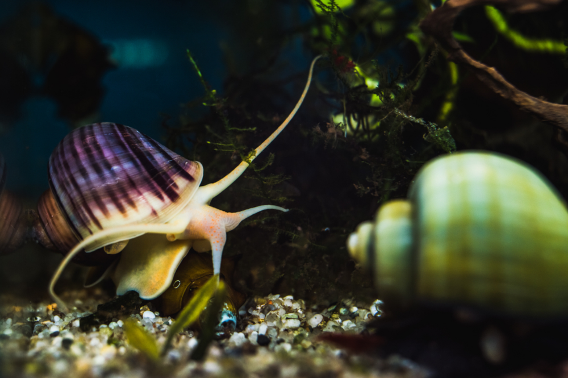 Read more about the article Ramshorn Snail vs Mystery Snail: An Aquarist’s Dilemma