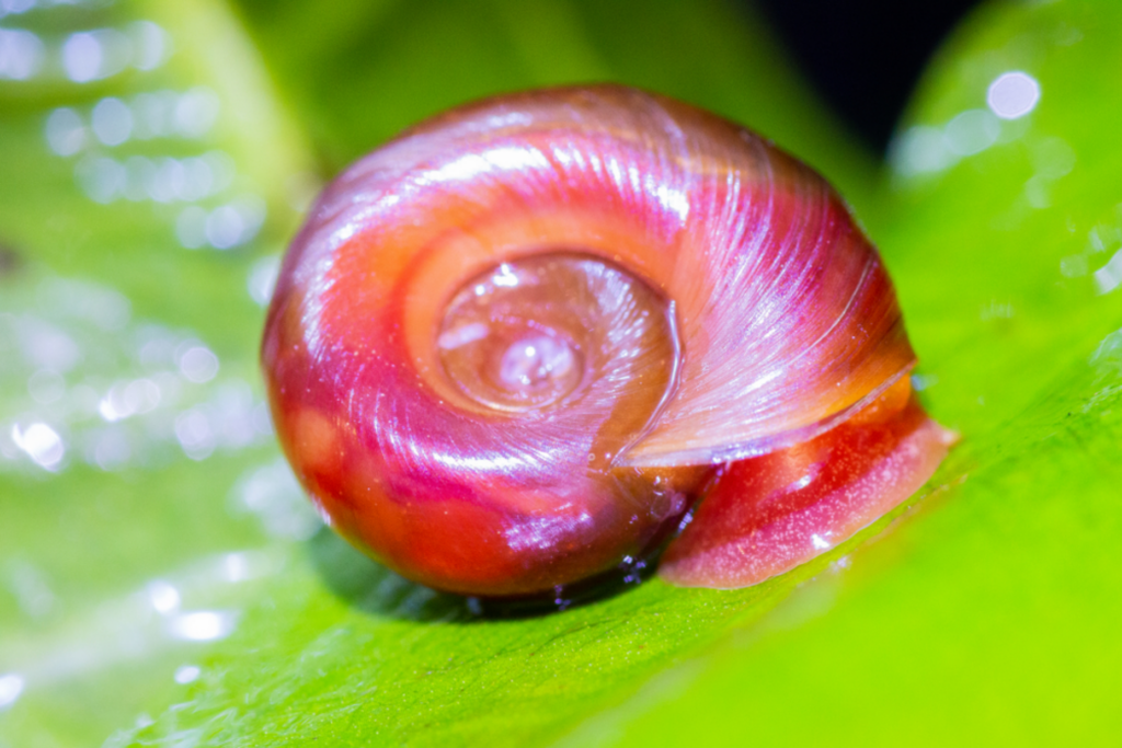 Red ramshorn snail (Planorbis rubrum)