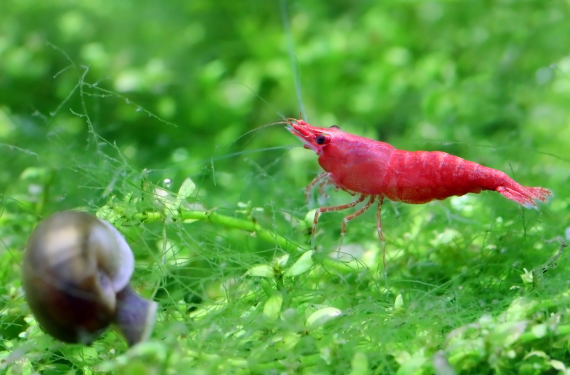 Read more about the article Snails vs. Shrimp: Which Is Better for Your Aquarium?