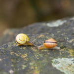 Can Snails Reproduce Asexually?