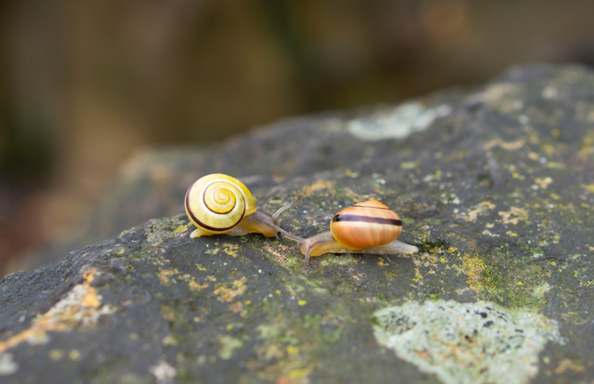 Read more about the article Can Snails Reproduce Asexually?