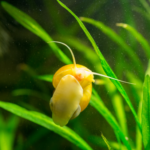 How to Feed Mystery Snails While on Vacation