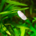 What Snails Don’t Reproduce in Freshwater Aquariums?