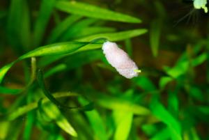 Read more about the article What Snails Don’t Reproduce in Freshwater Aquariums?